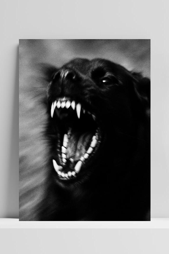 Black Dog Teeth B&W poster van 25 Artstreet
