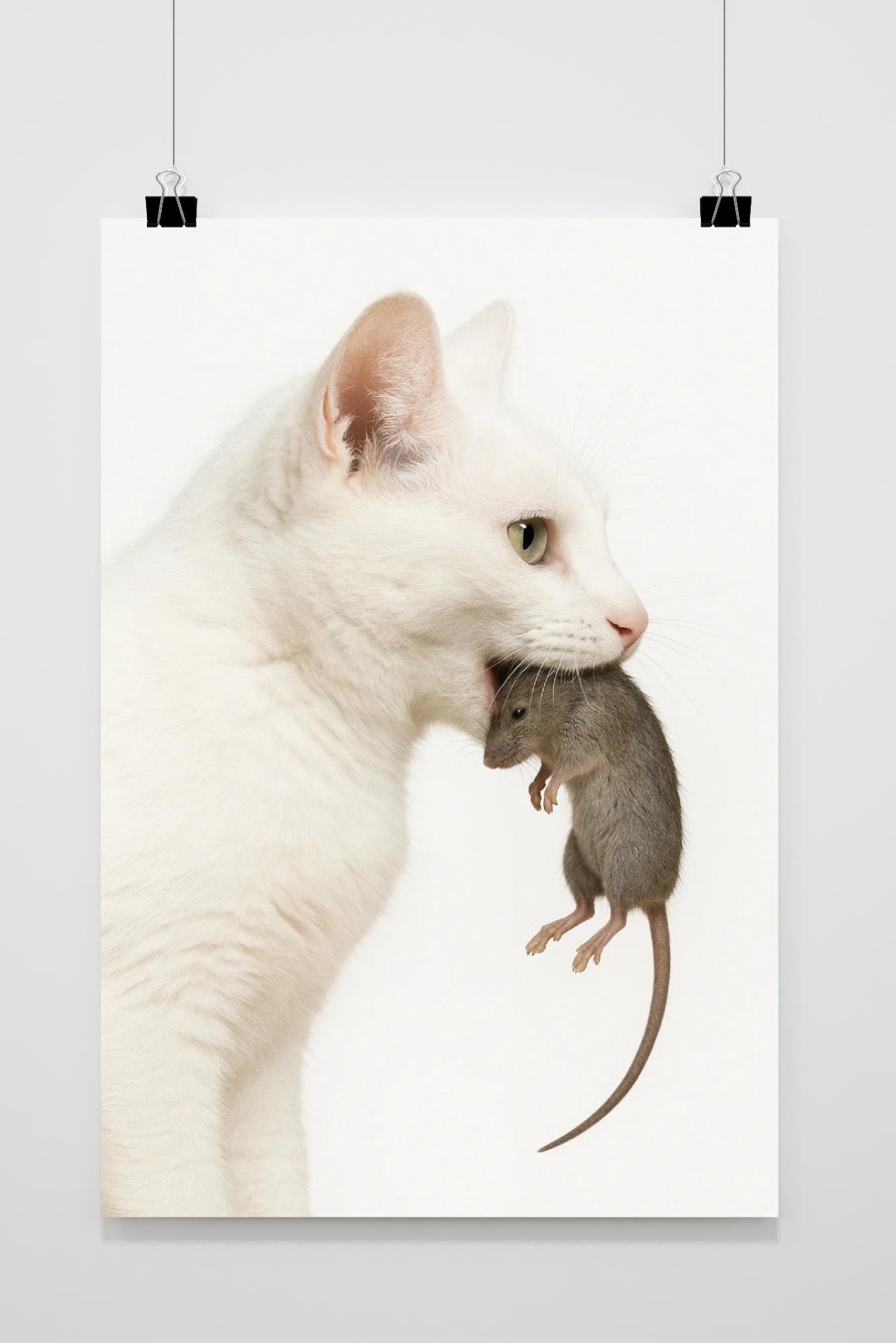 Cat Mouse in an interior