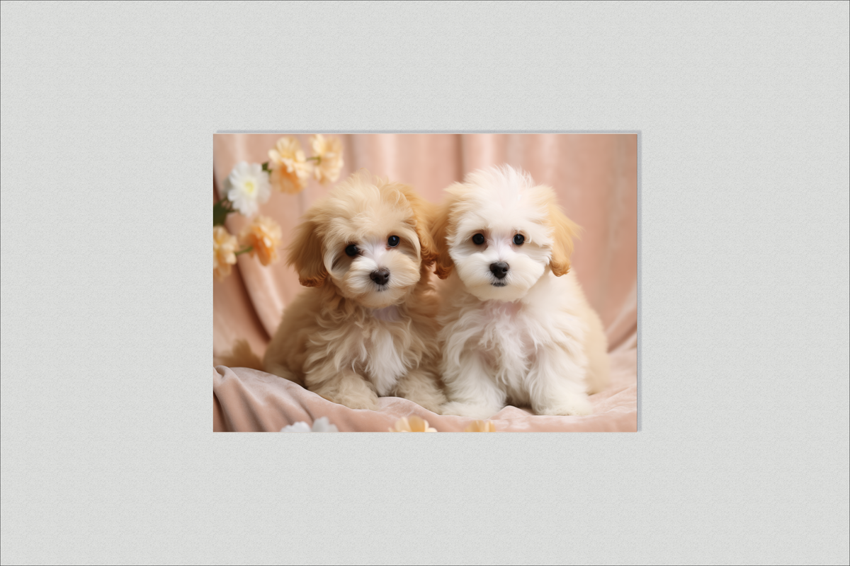 Cachorros Shih Tzu en un interior