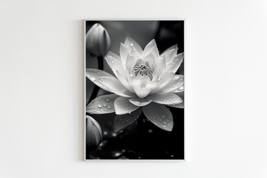 Lotus black and white