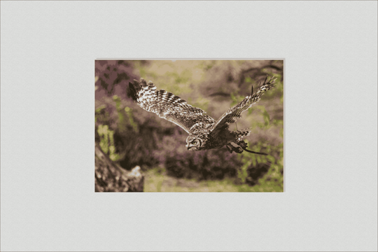 Owl in flight