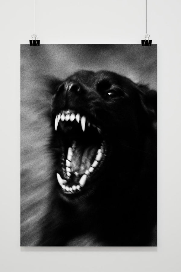 Affiche Black Dog Teeth Zwart-Wit