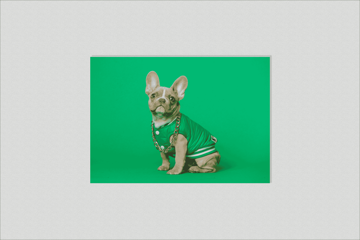 Bulldog Verde en un interior
