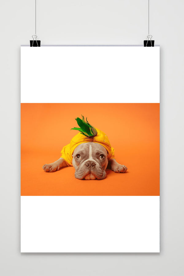 Oranje Bulldog poster