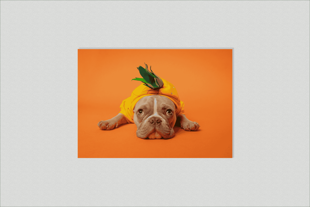 Bulldog Naranja en un interior