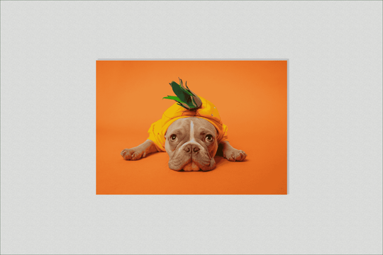 Oranje Bulldog