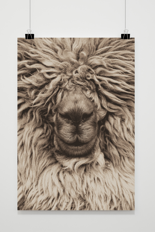 Alpaca Wool poster