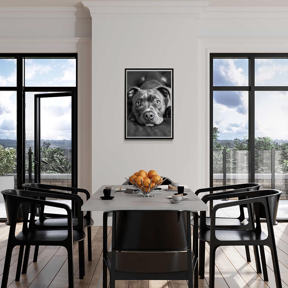 Pitbull Noir et Blanc dans un intérieur
