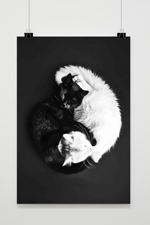 Póster Gatos YingYang