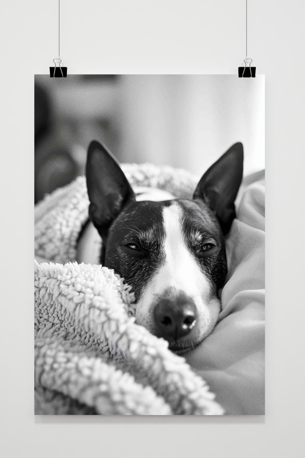 Affiche Bull Terrier de 25 Artstreet