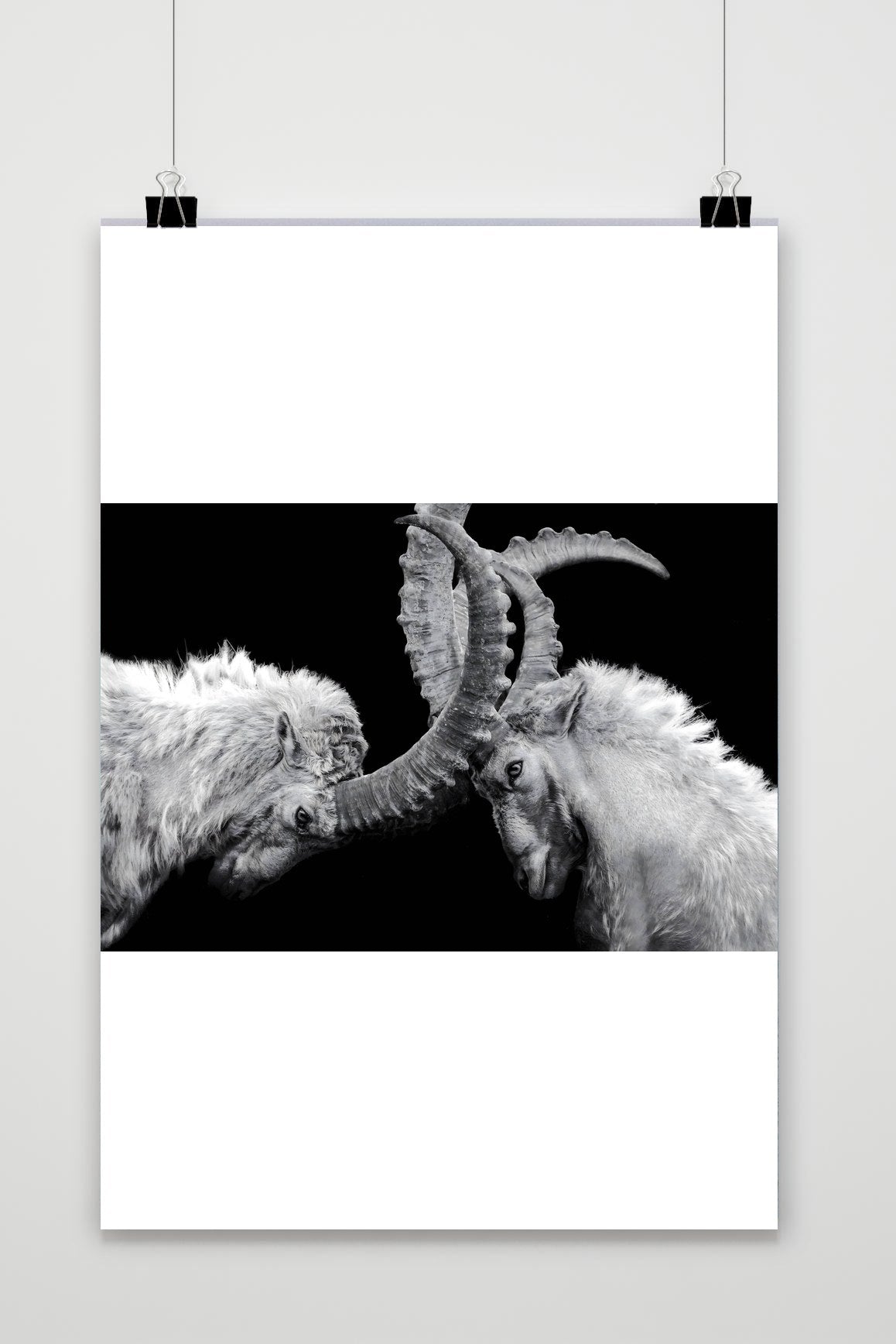 Affiche Combat de Bouquetins de 25 Artstreet