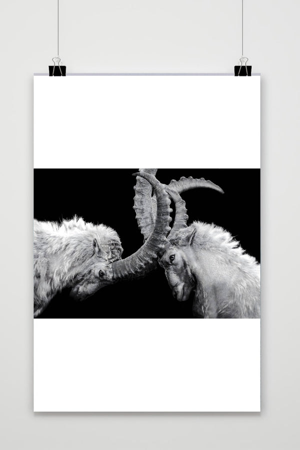 Ibex Fight poster