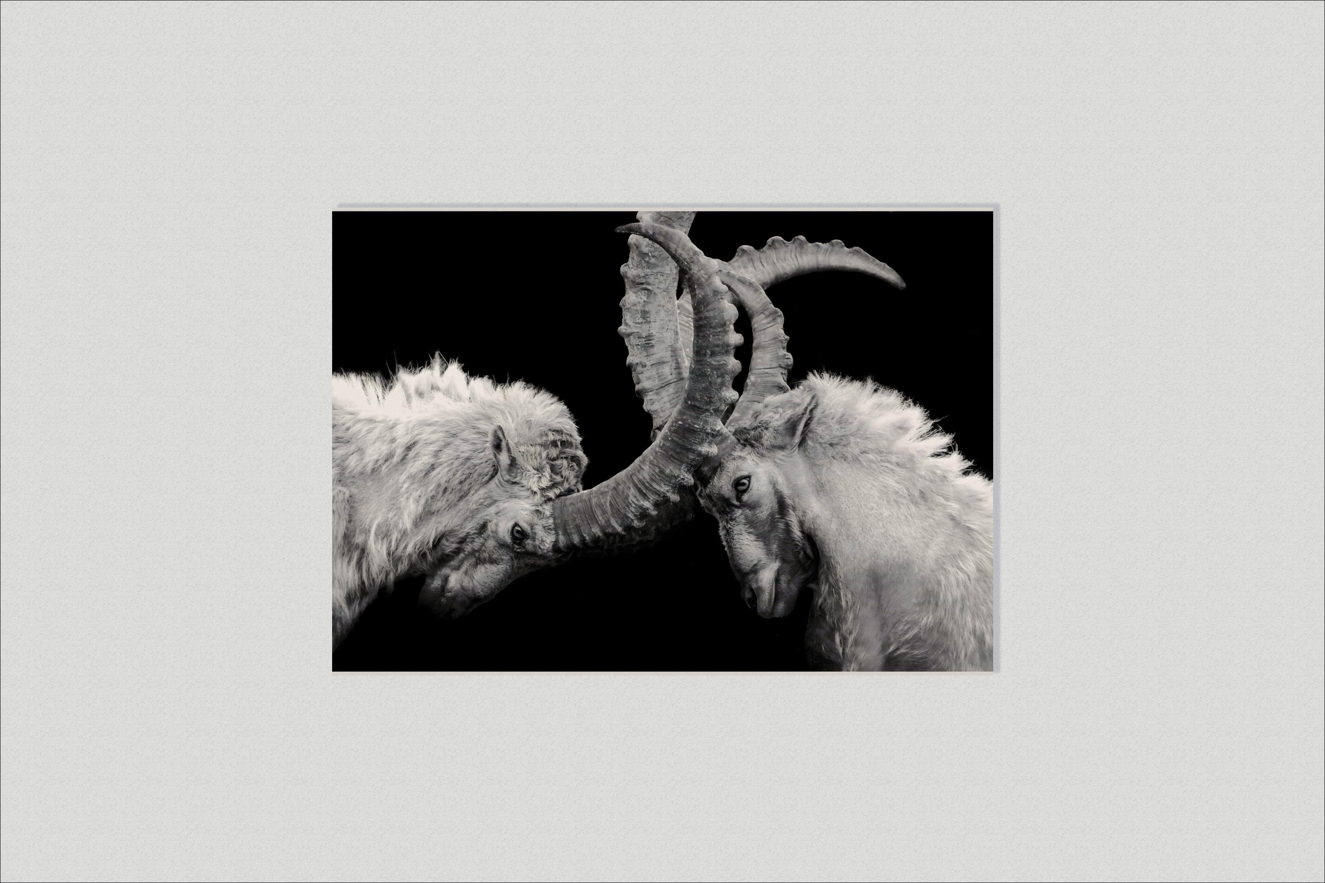 Capricorn Fight