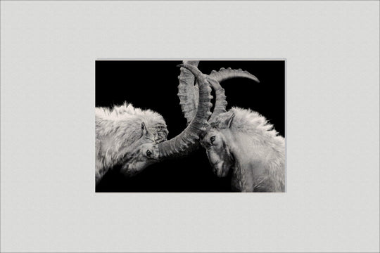 Capricorn Fight