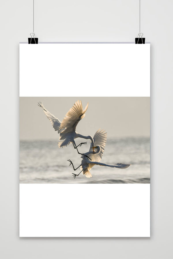 Vogelkampf Poster