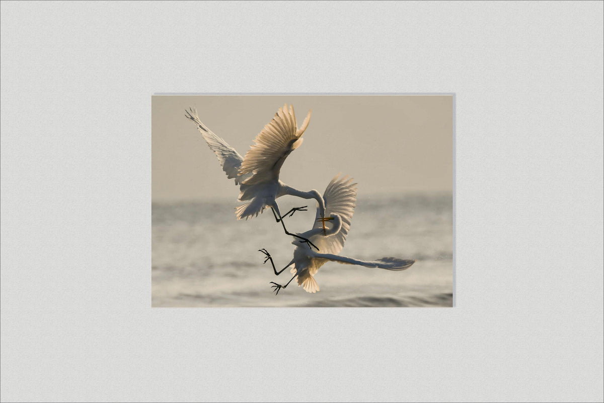 Combat d'Oiseaux dans un intérieur