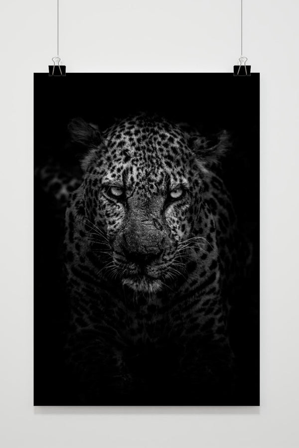 Jaguar Black and White poster