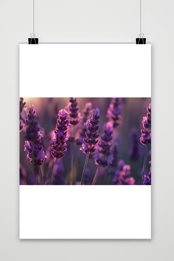 Póster Campo de Lavanda