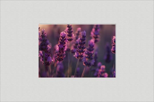 Lavender field