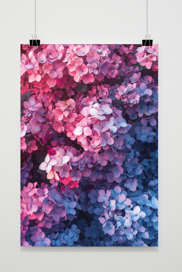 Hortensienblüten Poster