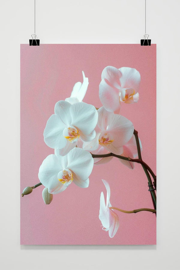 Witte Orchidee poster