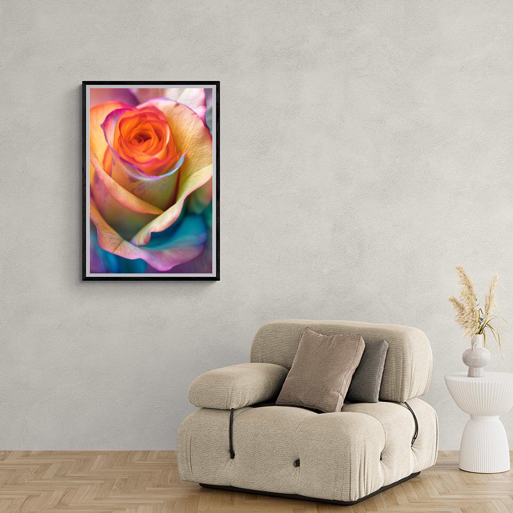 Rose Arc-en-ciel dans un intérieur