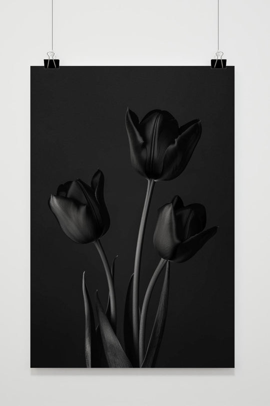 Tulips Black White