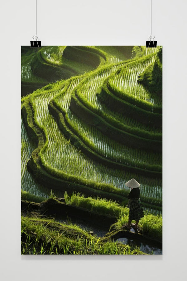 Póster Campo de Arroz