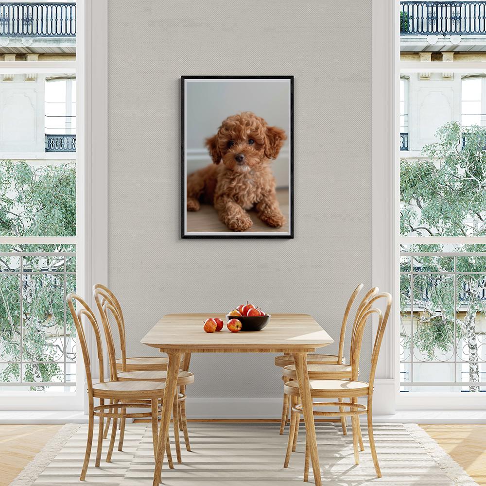 Brown Poodle Puppy