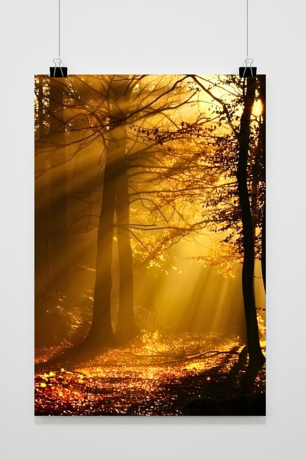 Forest Sunbeams poster