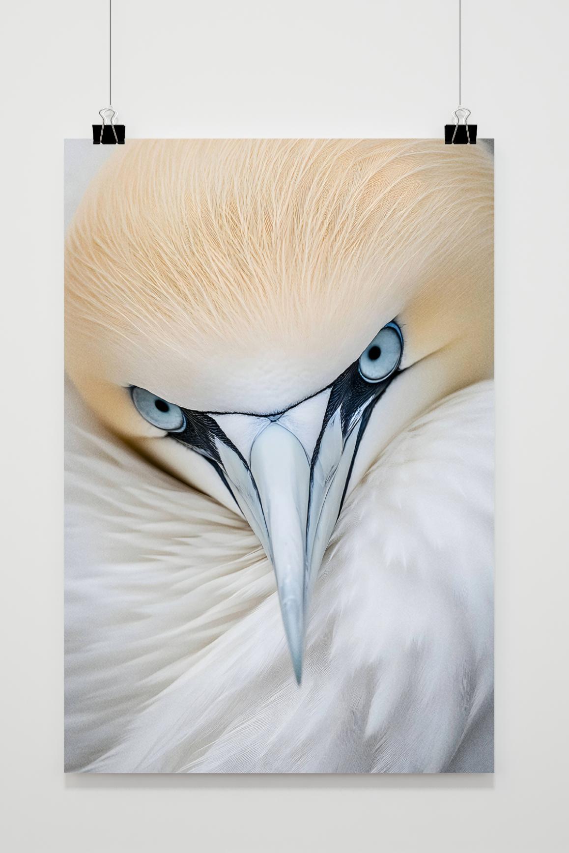 Affiche Oiseau Fou de Bassan de 25 Artstreet