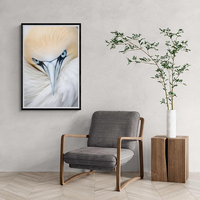 Oiseau Fou de Bassan dans un intérieur