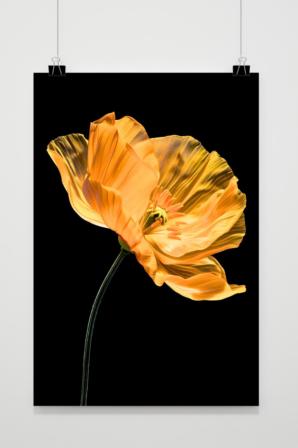 Affiche Coquelicot jaune de 25 Artstreet