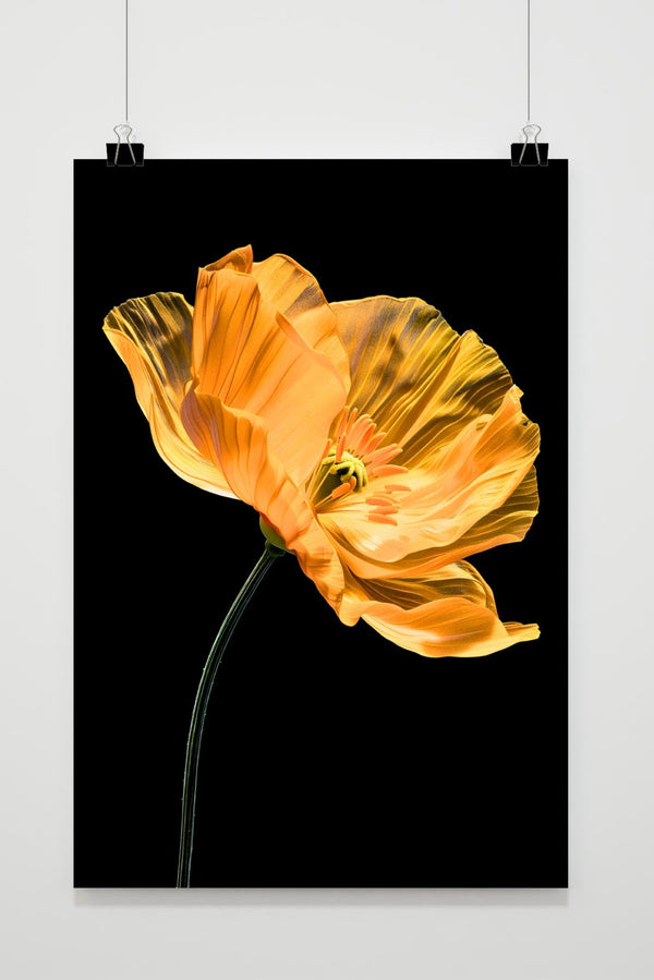 Affiche Coquelicot jaune