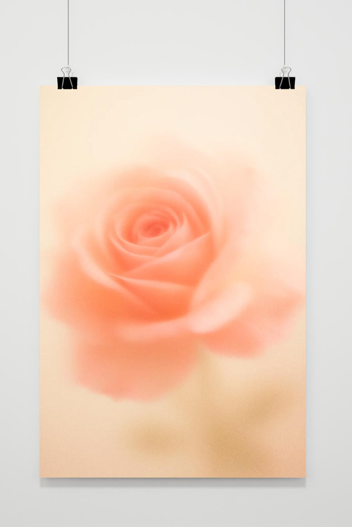 Orange Rose Blurry Poster von 25 Artstreet