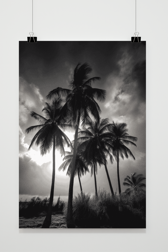 Palmbomen Zwart Wit