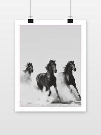 Horse Zwart-Wit poster met witte rand