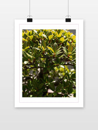 Bonsai Leaves Plant poster met witte rand