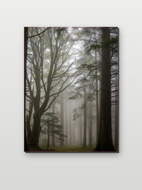 Forest Misty op aluminium dibond
