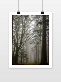 Forest Misty poster met witte rand