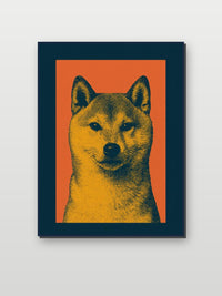 Shiba Inu Dog en un interior (6)