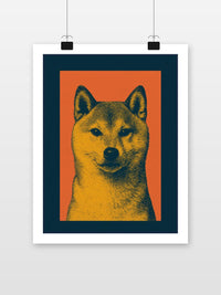 Shiba Inu Dog en un interior (7)