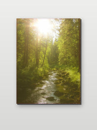 Forest Sunny op aluminium dibond