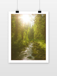 Forest Sunny poster met witte rand