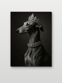 Greyhound Dog Crown Black White in an interior (6)