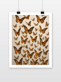 Butterflies poster met witte rand