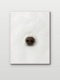 Dog Nose Bubbles im Interieur (6)