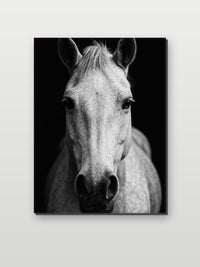 Horse Schwarz-Weiß im Interieur (6)