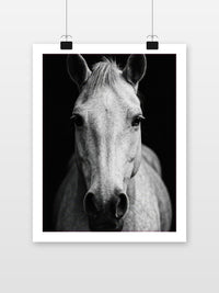 Horse Schwarz-Weiß im Interieur (7)