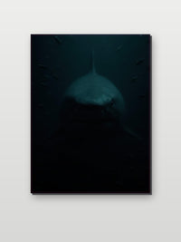 Shark op aluminium dibond